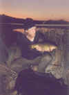 Mille_sutare.jpg (18555 byte)
