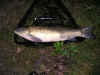 jonas_graskarp_4100g.jpg (57396 byte)